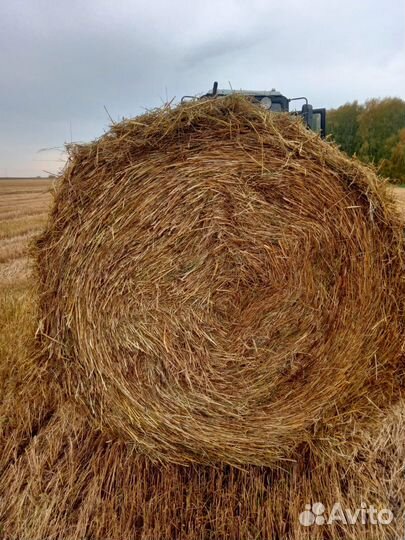 Солома пшеничная