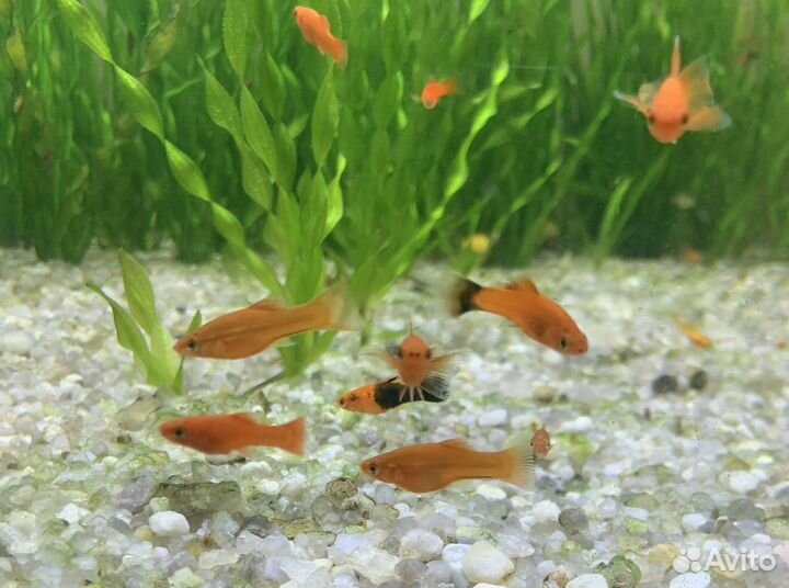 Аквариумные рыбки
