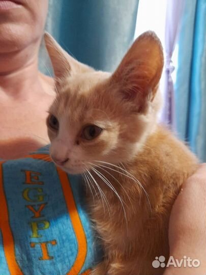 Котики в добрые руки бесплатно