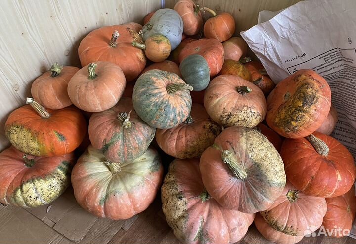 Тыква Петрушка Кабачки стручковая фасоль