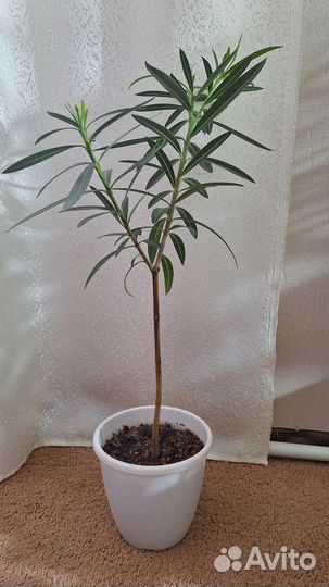 Олеандр розовый махровый