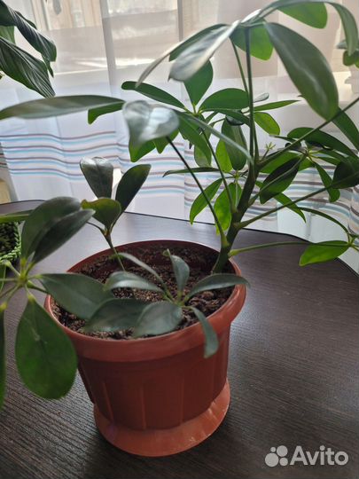 Обменяю шеффлеру на укорененную гинуру