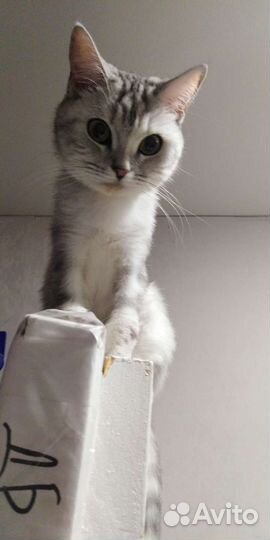Кошки