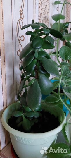 Денежное дерево красула толстянка