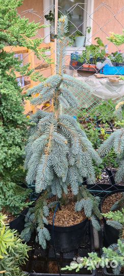 Сосна Грин Таувер, Сосна Ватерери, Ель Зе Блюз