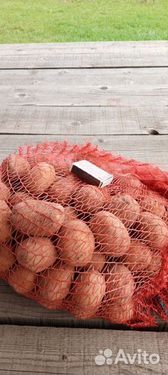 Семенной картофель