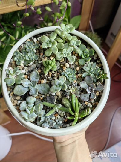 Флорариум суккуленты