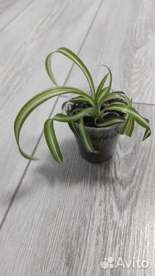 Хлорофитум кудрявый бонни