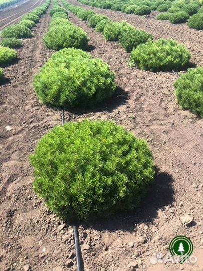 Сосна горная 1,25 м и др