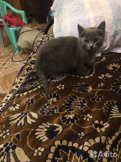 Кошки бесплатно