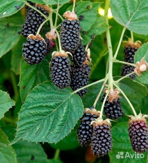 Саженцы ежевики