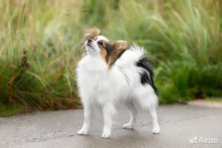 Щенки папийона