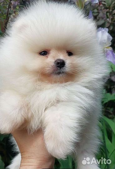 Шикарнейший Померанский шпиц медвежьего типа