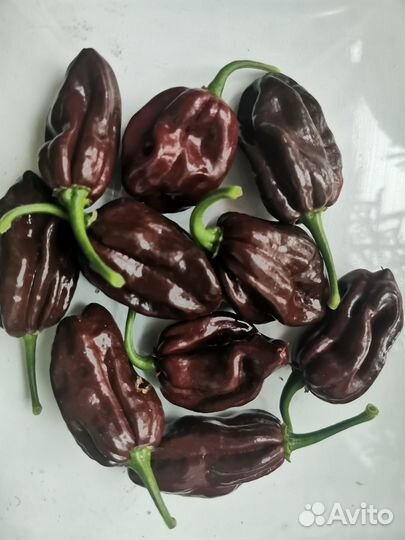 Семена острого перца