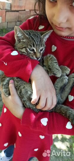 Котёнок мальчик полосатый