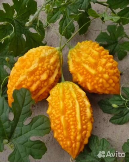 Индийский Огурец Мамордика