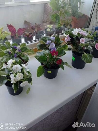 Фиалки сортовые взрослые