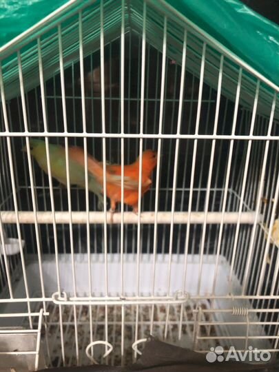 Поющие канарейки