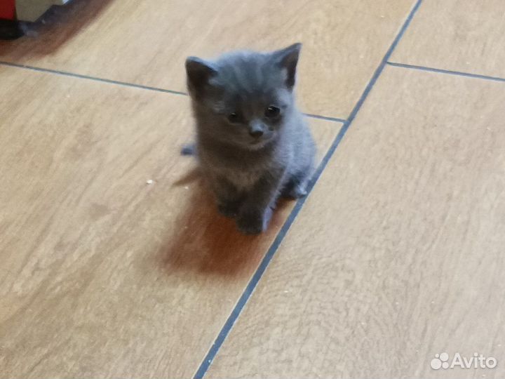 Шотландская кошка
