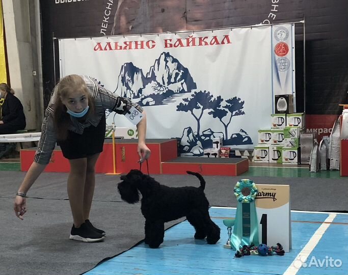 Цвергшнауцер вязка