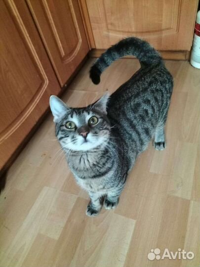 В добрые руки