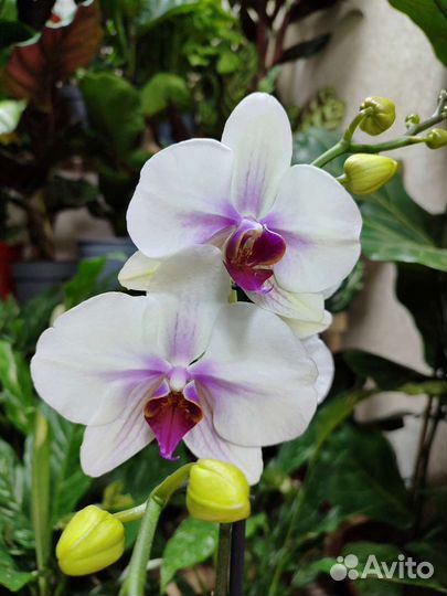 Орхидея Mountion с мутацией