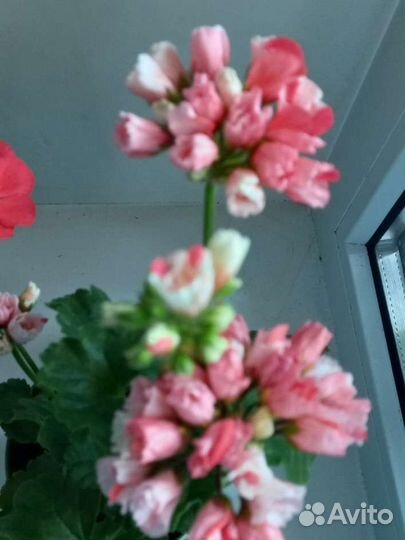 Пеларгония герань