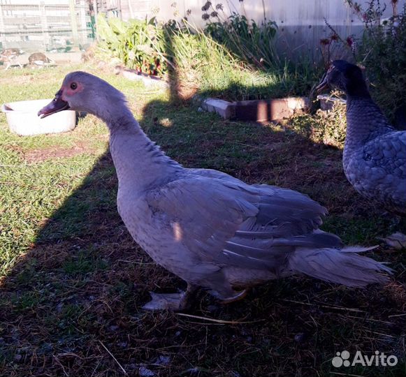 Утки подсадные для охоты и мускусная утка