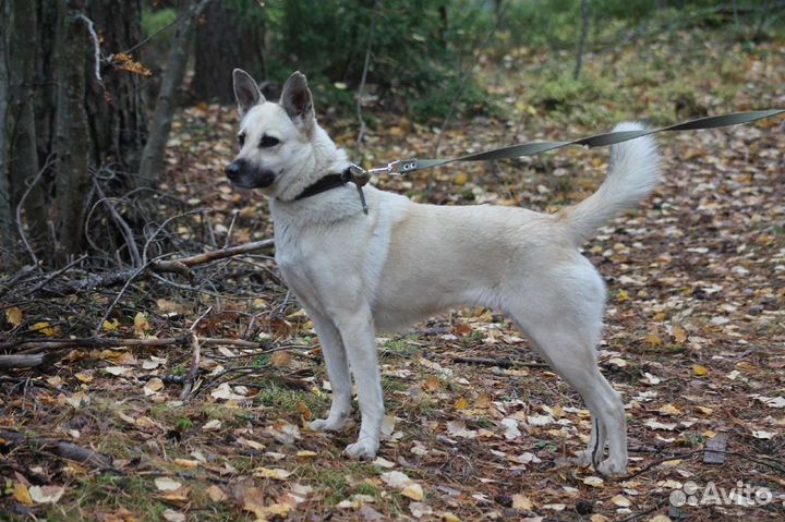 Собаки бесплатно