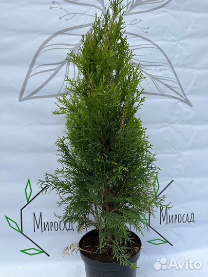 Туя Смарагд, Брабант, Колумна