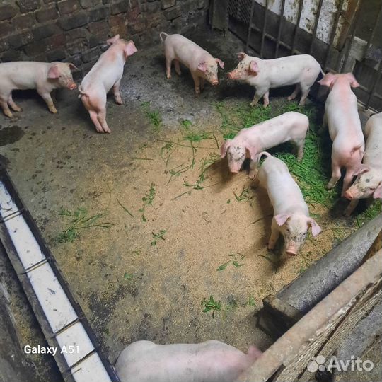 Поросята 1 месяц