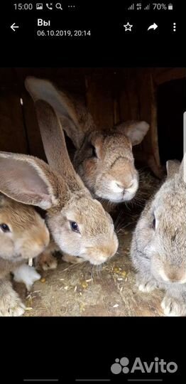 Крольчата