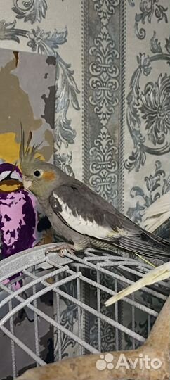 Попугай корелла самец