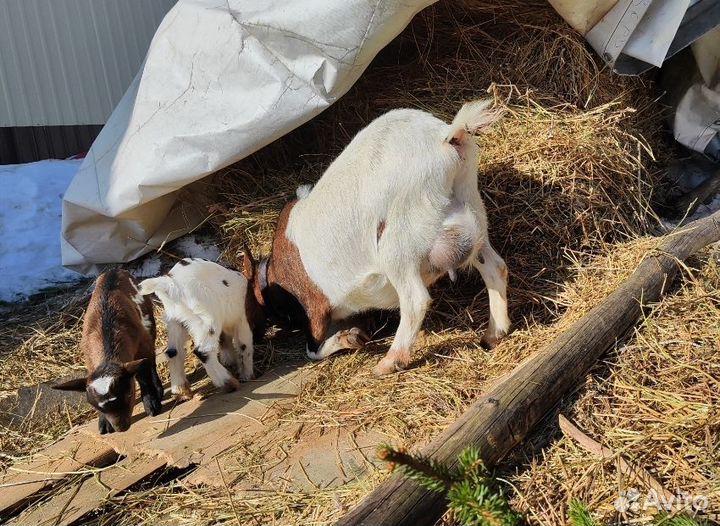 Камерунская козочка и козлик. Чп