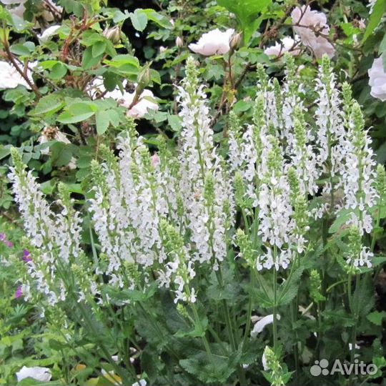 Котовник, разные виды, семена