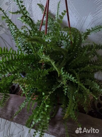 Папоротник