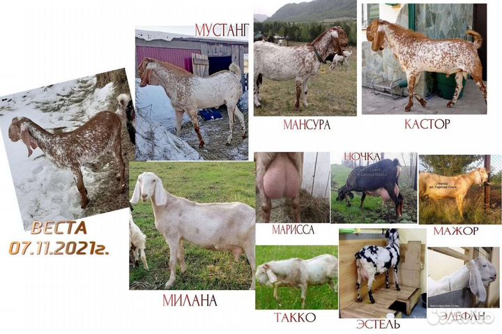 Нубийская коза
