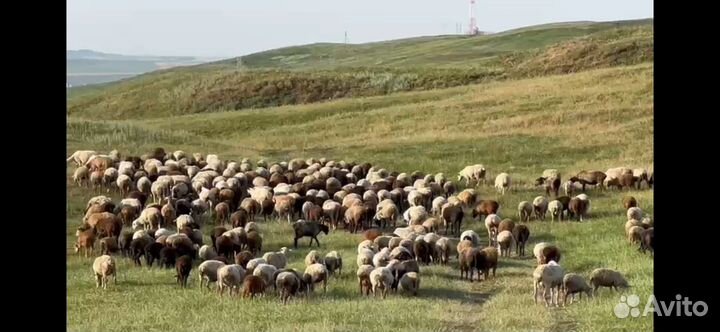 Продаю овец