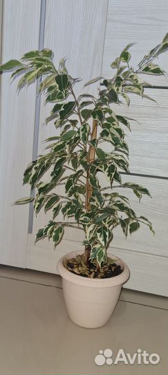 Фикус бенджамина пестролистный