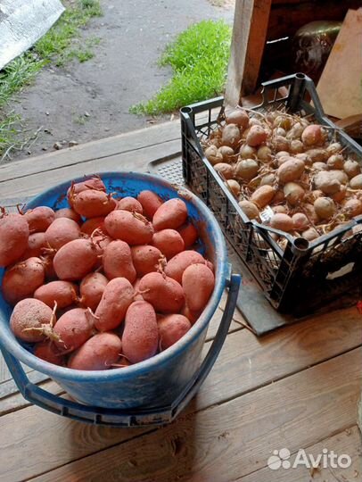 Картофель семенной