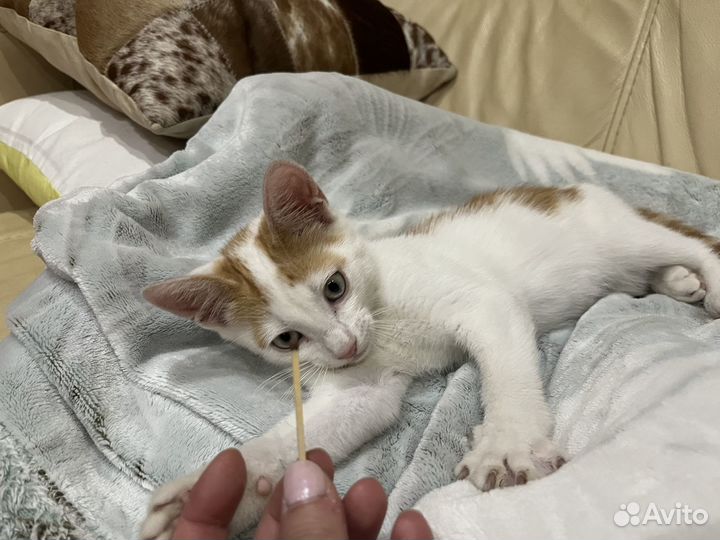 Котенок мальчик бесплатно