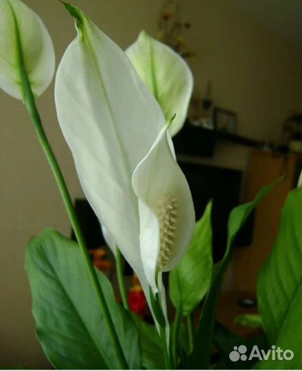 Молодое растение спатифиллума