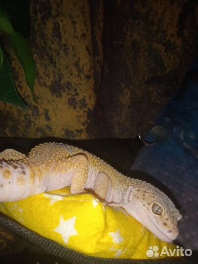 Герпетолог консультация/выезд на дом/передержка