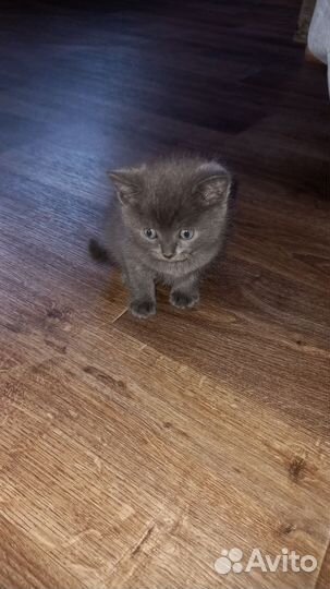 Котята в добрые руки бесплатно