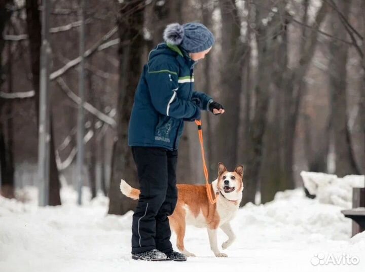 Собака в дар. Ищет дом Герда