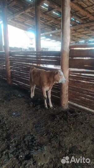 Коровы дойные и телята