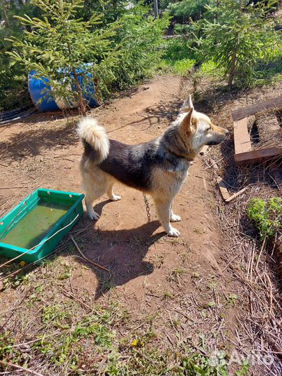 Собака в добрые руки отдам бесплатно