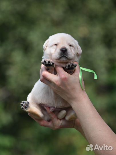 Лабрадор щенки