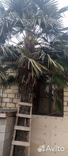 Дерево Пальма