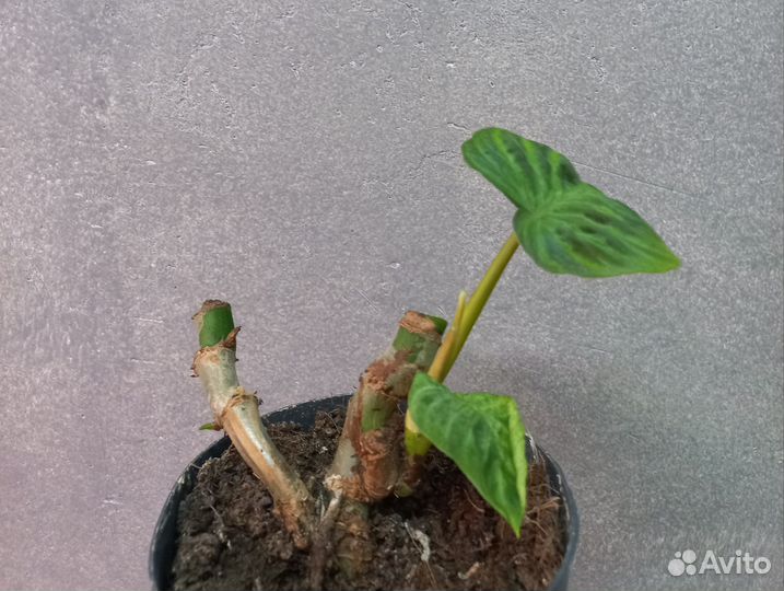 Сортовые филодендроны